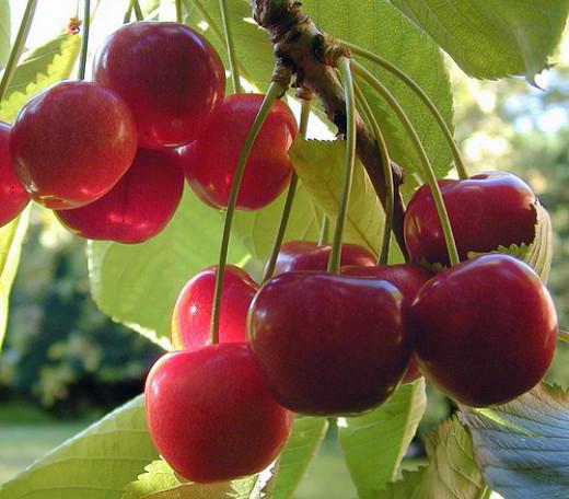 piantatura e cura di ciliegie dolci