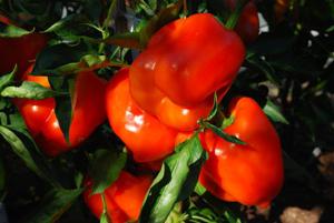 Coltivazione di peperoni bulgari