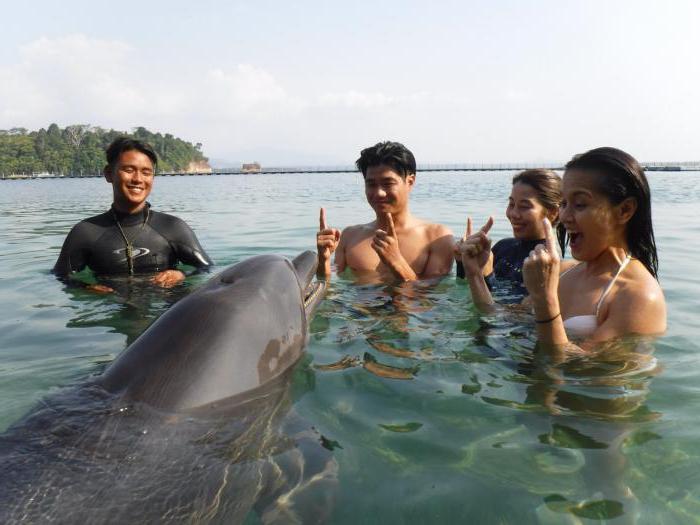 пливање са делфинима Прице
