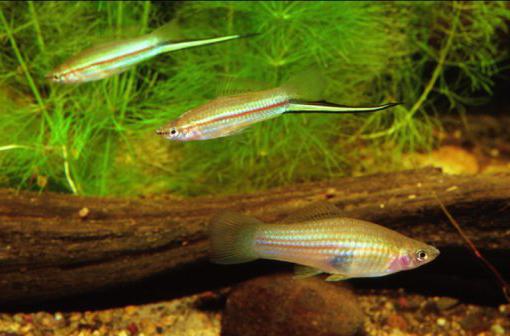 fotografijo akvarijskih rib swordtail