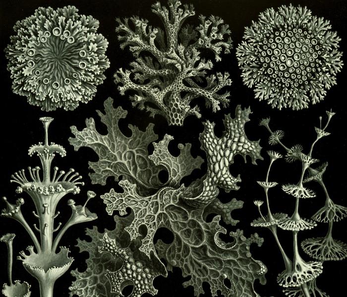 Simbiosi di funghi e alghe.