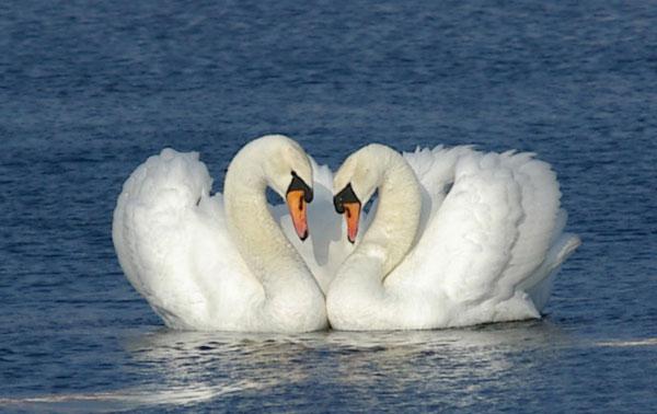 simbolo di amore e lealtà