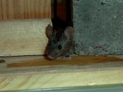 objawy gorączki myszy