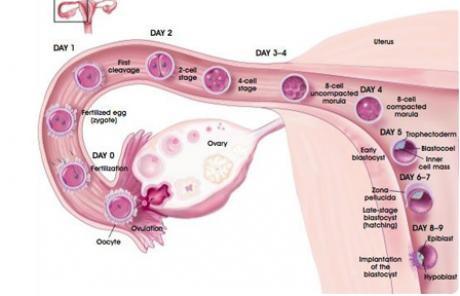 strisce reattive per l'ovulazione