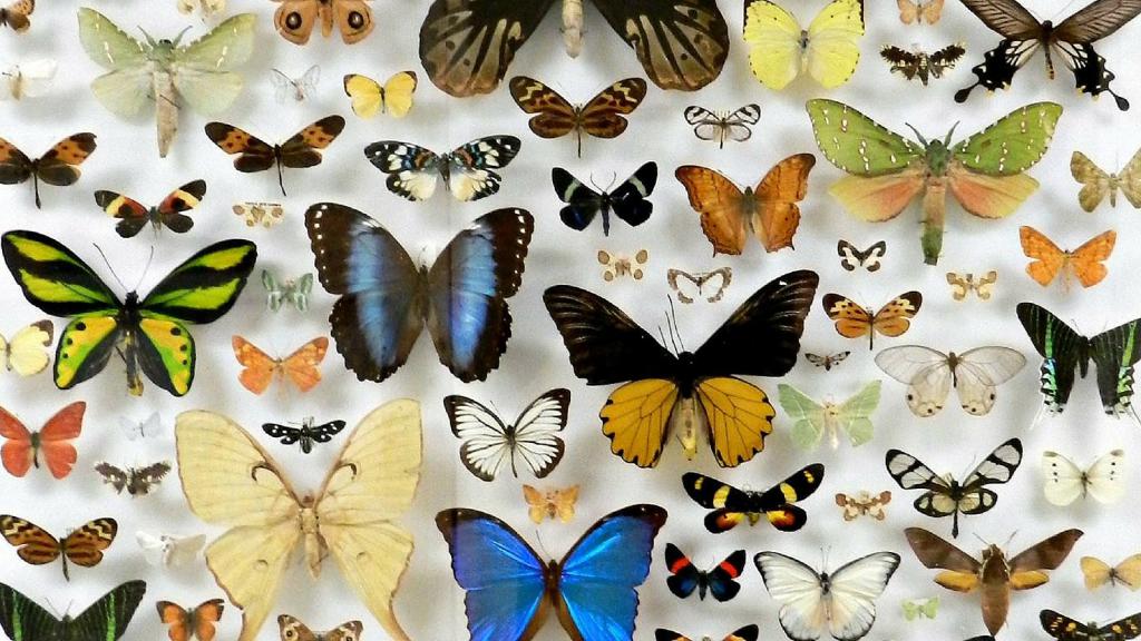 Razni Lepidoptera
