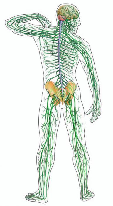 централната нервна система