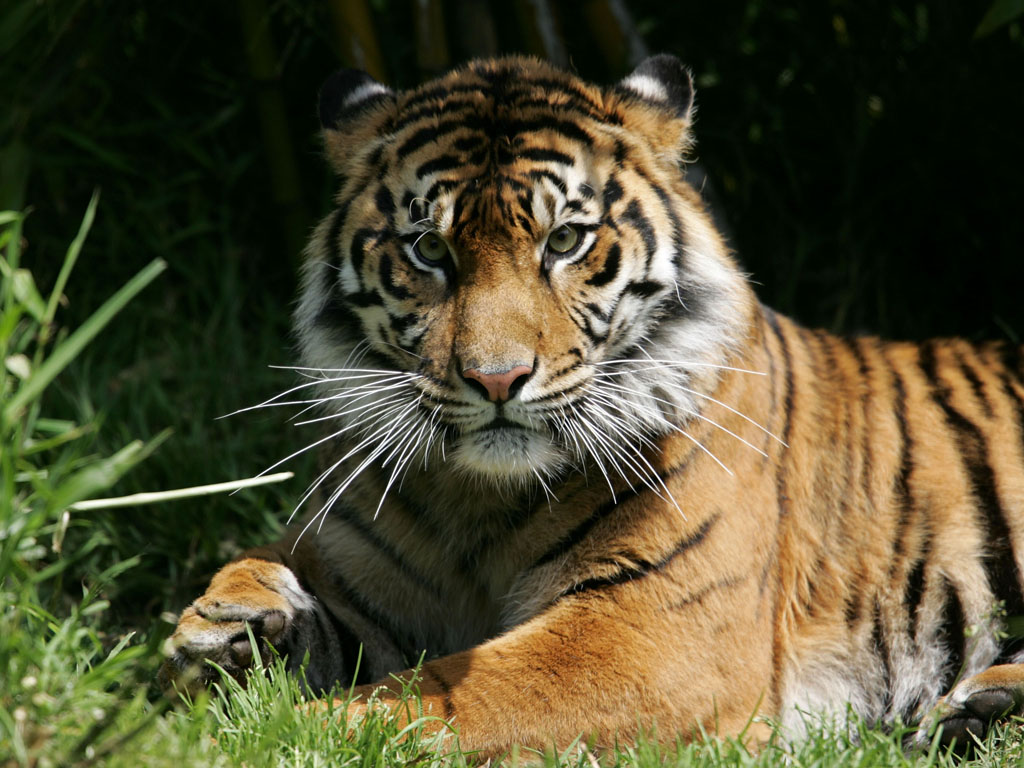 Tigre ussuriana