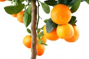 drevo mandarine