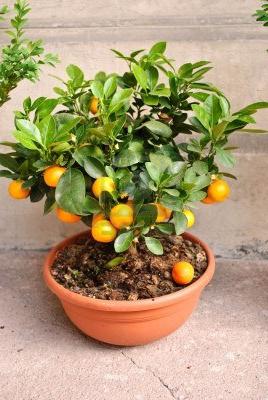 jame drevesa mandarin