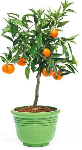 drzewo mandarynki w domu