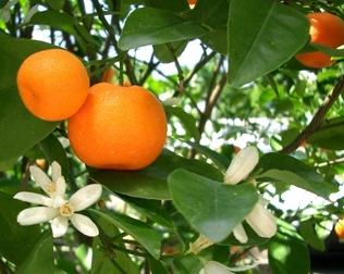 albero di mandarino di casa