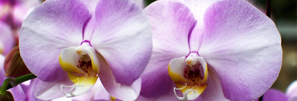 Поза на орхидея