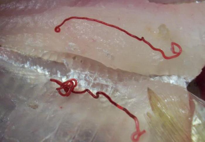 paraziti u rybicek verucile genitale doare
