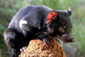 otočne životinje u Tasmaniji