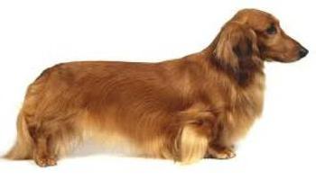 značilnost pasme dachshund