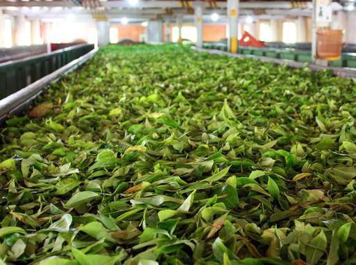 dlouhý listový zelený čaj