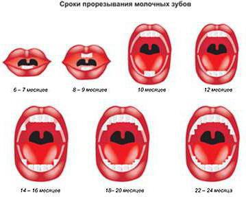 schema di dentizione nei bambini al di sotto di un anno