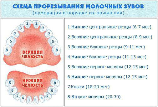schema di dentizione nei bambini per età