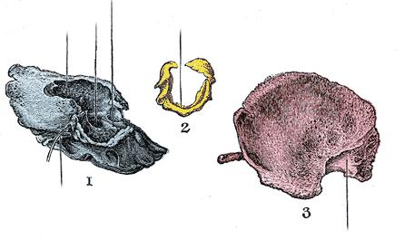 anatomia ossea temporale
