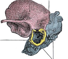 mastoidního procesu temporální kosti