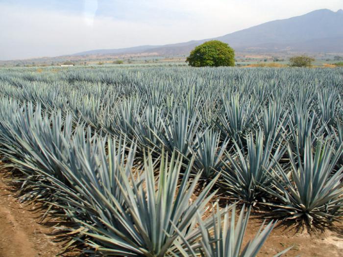 tequila kaktus