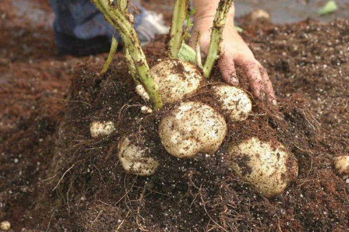 условията за събиране на картофи в средната лента