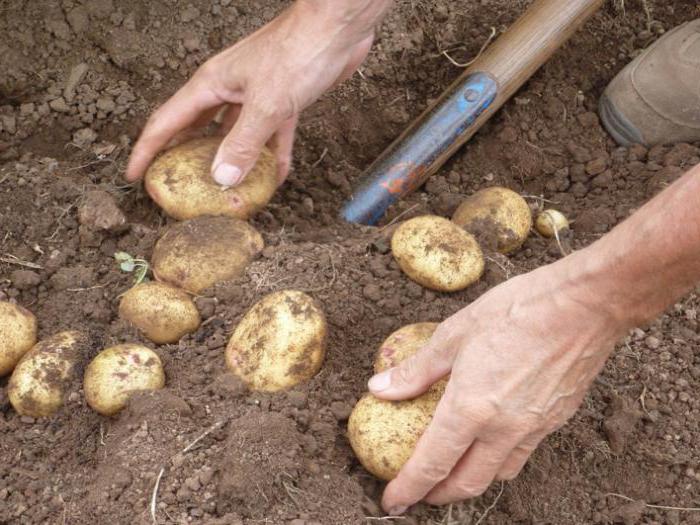 raccolto di patate