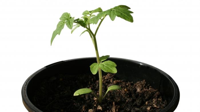warunki sadzenia sadzonek pomidora