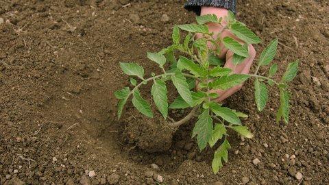 termini di piantare piantine di pomodoro