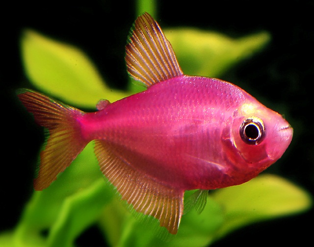 Akvarij u boji riba ternitse