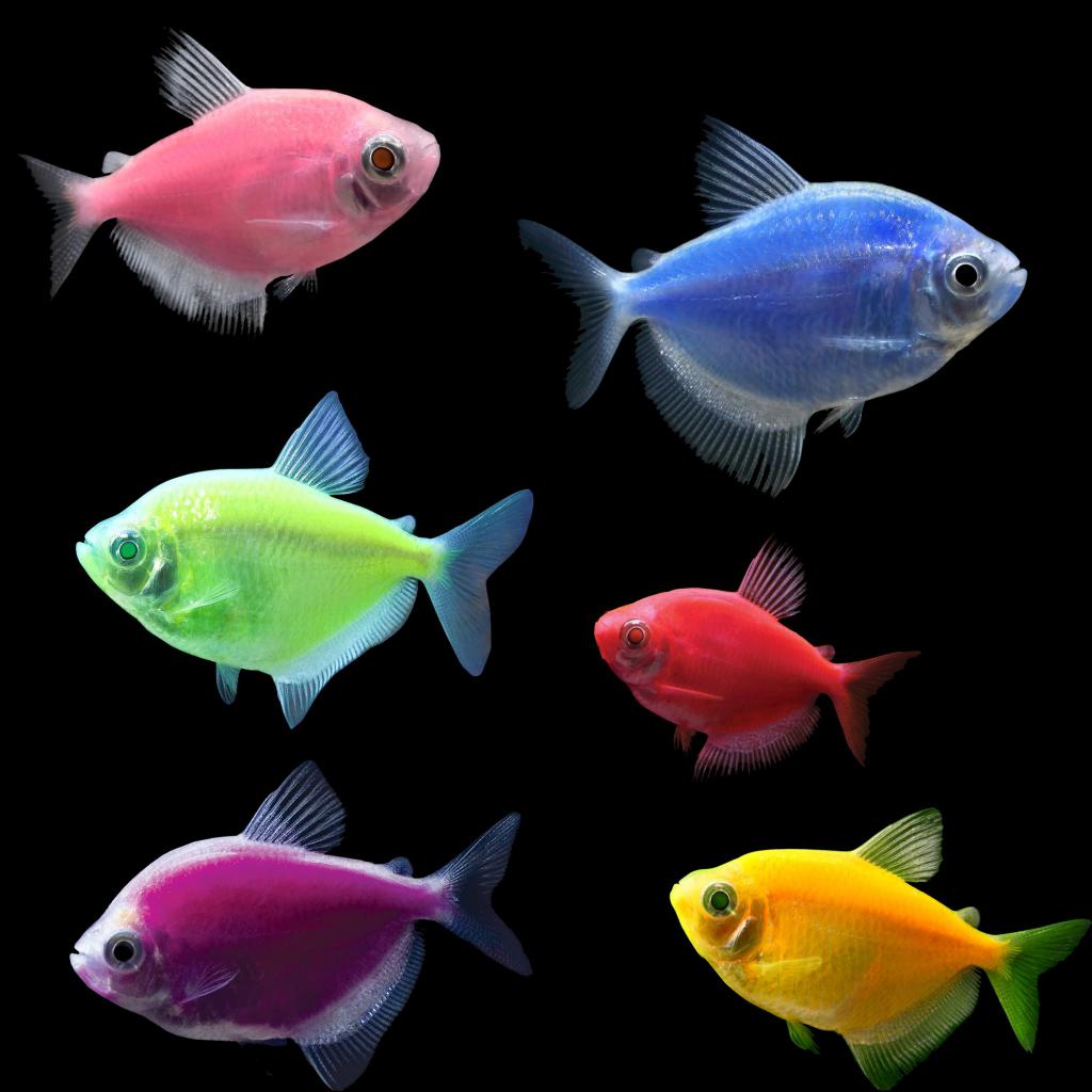 Akvarijske ribe