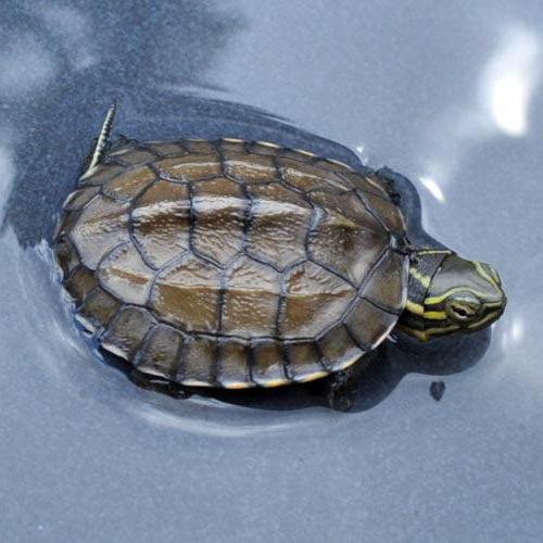 Co živit vodní želvy