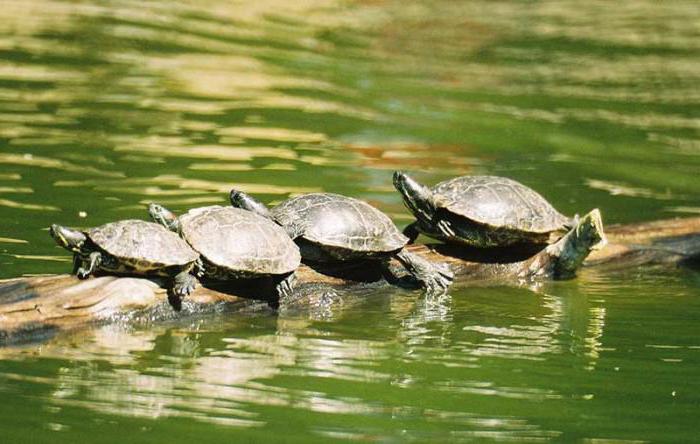 Akvárium pro vodní želvu