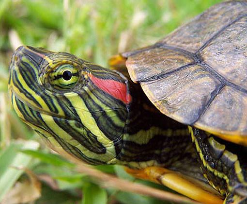 terrarium dla żółwi usznych