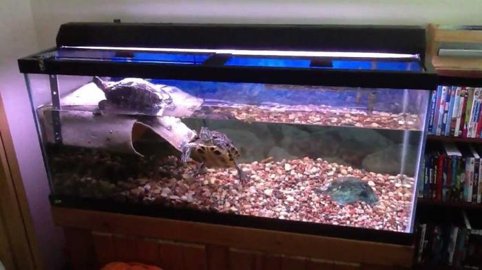 terrarium dla żółwia usznego