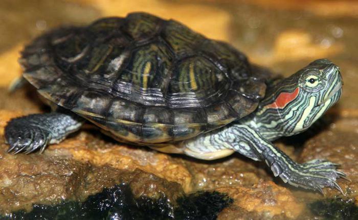 terrarium dla żółwia usznego zrób to sam