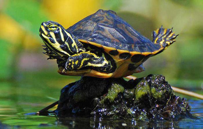 terrarium dla żółwi usznych zrób to sam