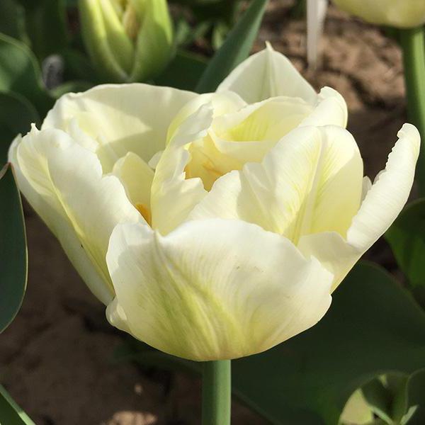 foto di tulipani di spugna
