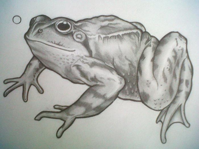 jak narysować żabę krok po kroku