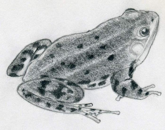 како нацртати путника жабе