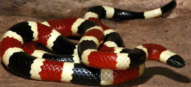 zmijska zmija