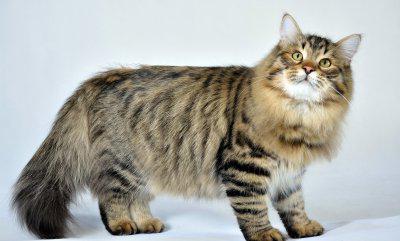 Długość życia kotów syberyjskich