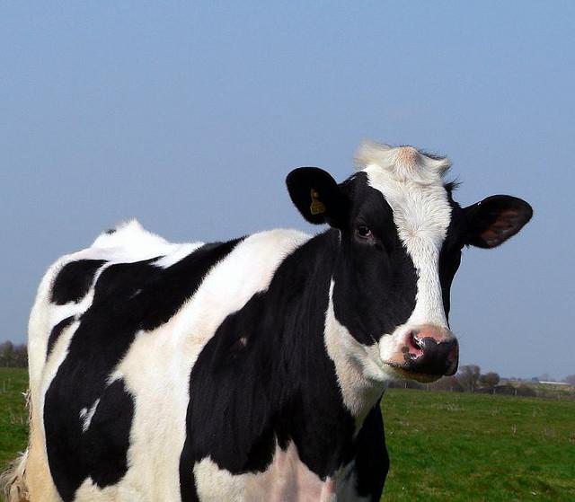 života krávy