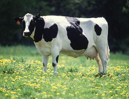 średnia długość życia krowy