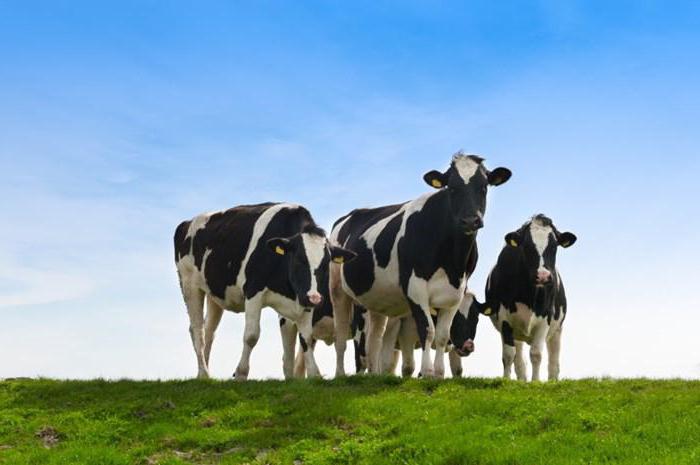 pričakovana življenjska doba kravjega doma