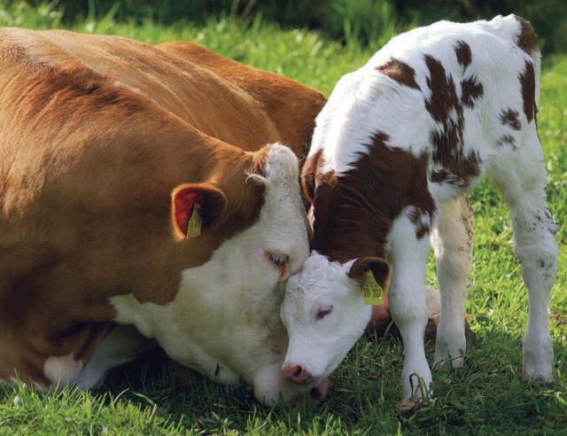 délka života krávy je roky