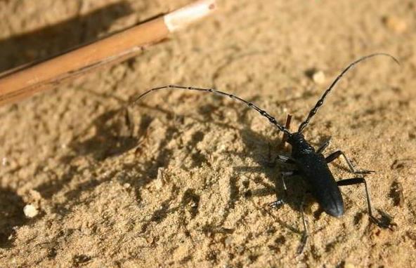 barbel beetle zagrożenie dla ludzi