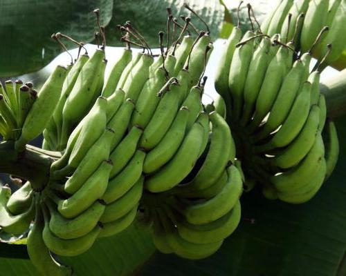 prospěch a poškození banánů