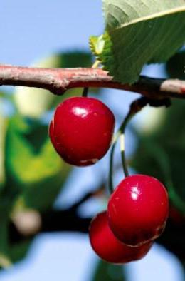 korzyści zdrowotne wynikające z wiśni i czereśni