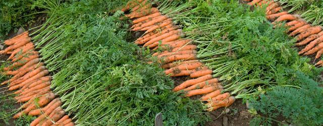 най-добрите семена от моркови за открит терен